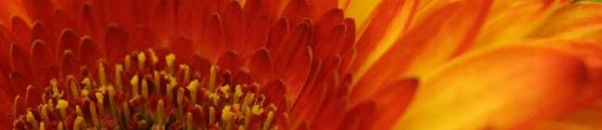 Peaceful image of a Gerbera